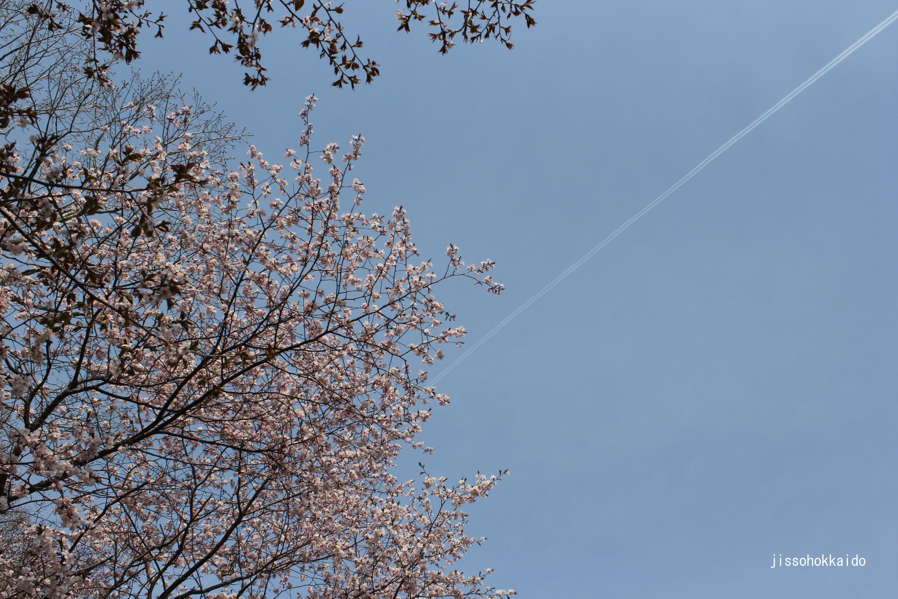 苫小牧市の桜 緑ヶ丘公園とその付近の桜を紹介 実走北海道2nd