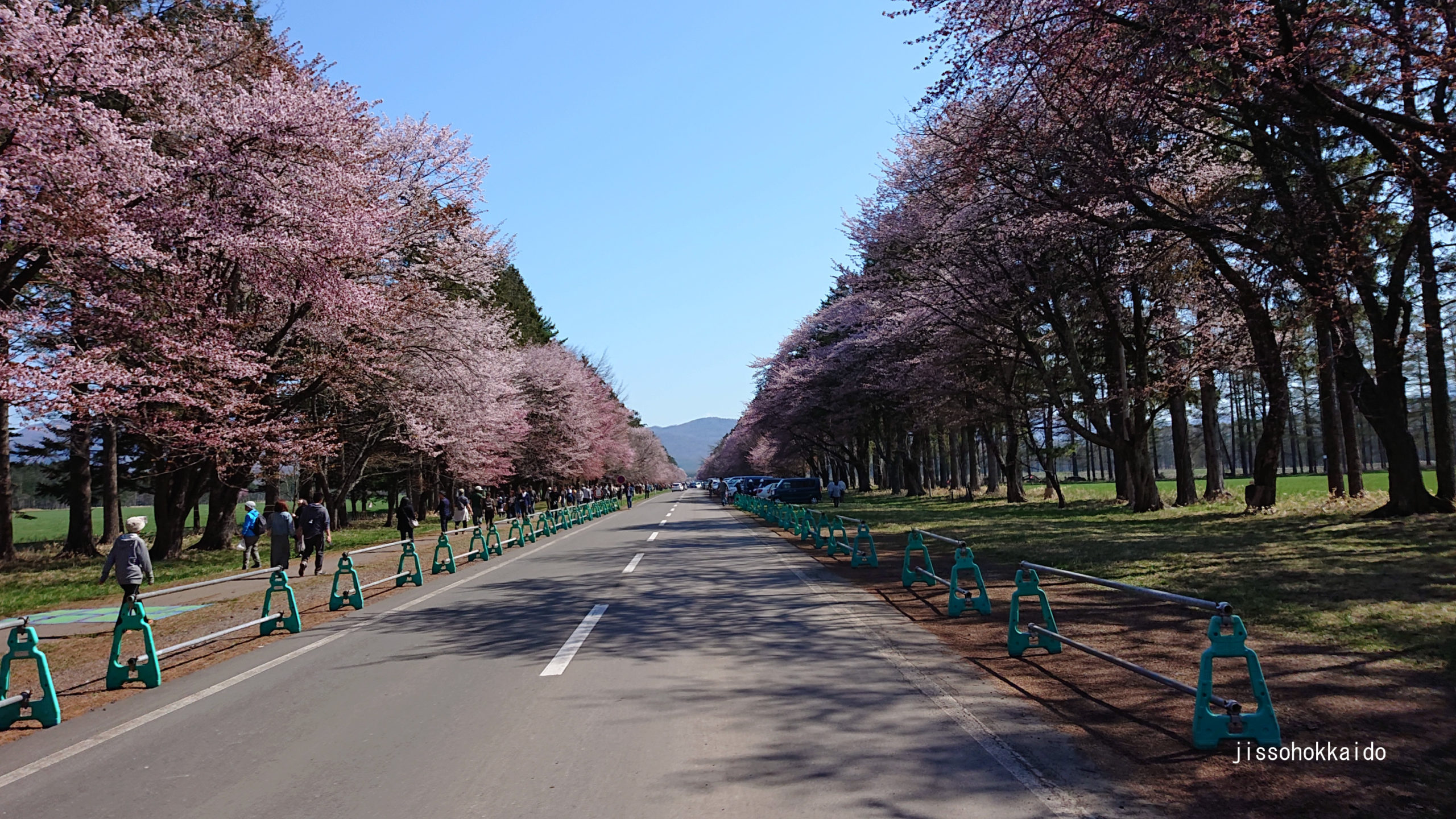 二十間道路桜並木 21年のさくらまつりは4月30日から5月5日 日高地方 観光地紹介 実走北海道2nd