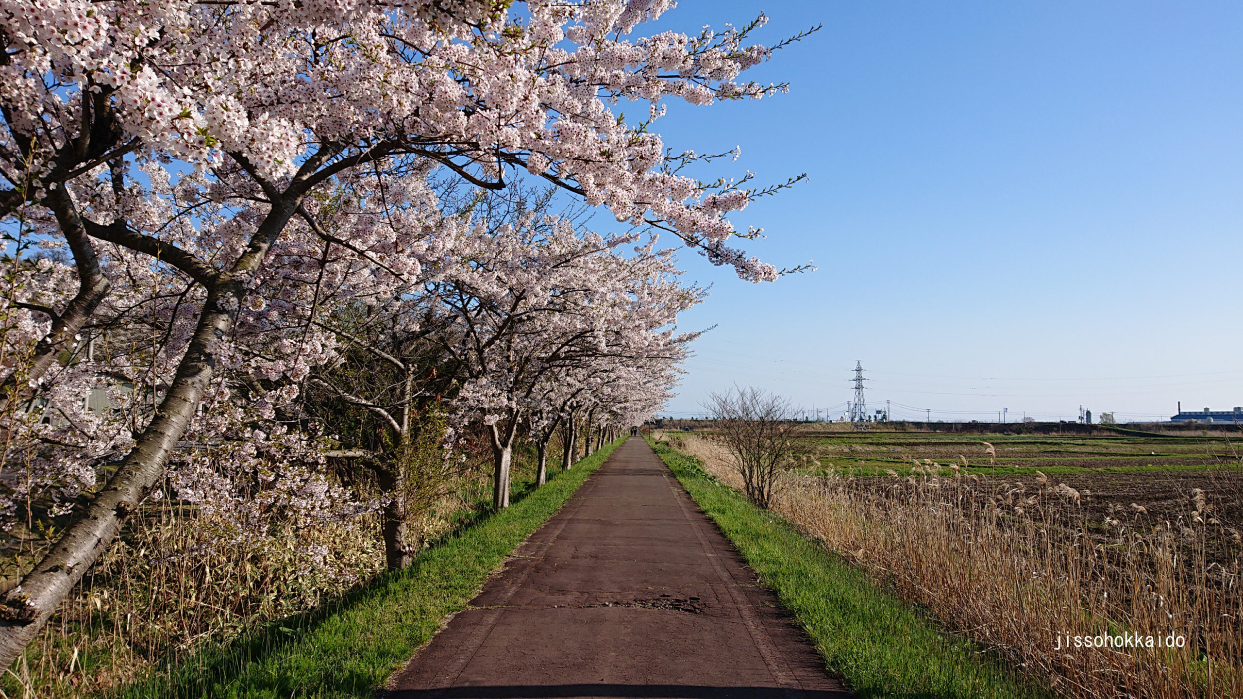 伊達温泉の桜並木 北海道では珍しいソメイヨシノの桜並木 実走北海道2nd