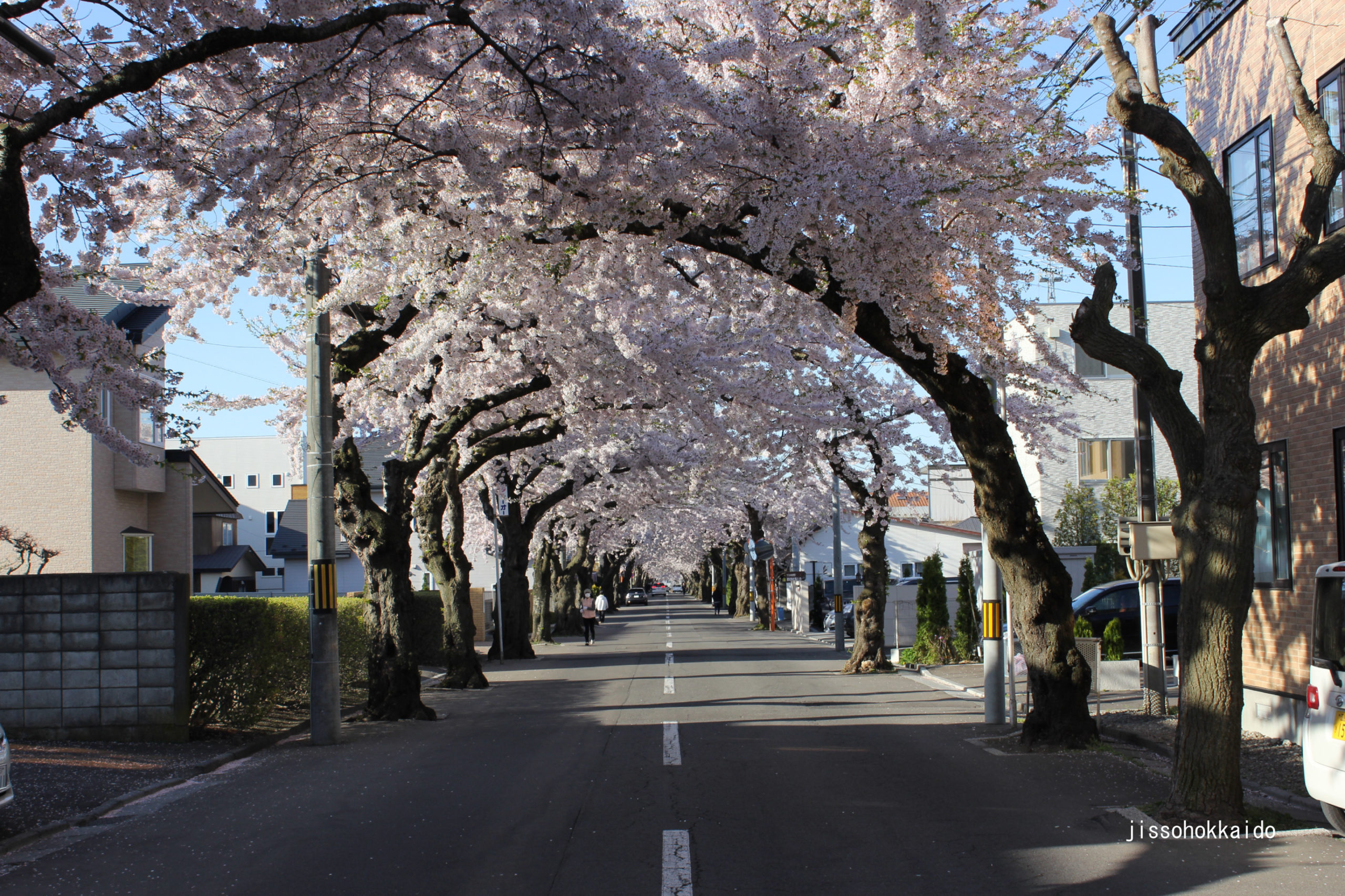函館桜が丘通りの桜 北海道随一の桜のトンネル 実走北海道2nd 観光地紹介 後志地方