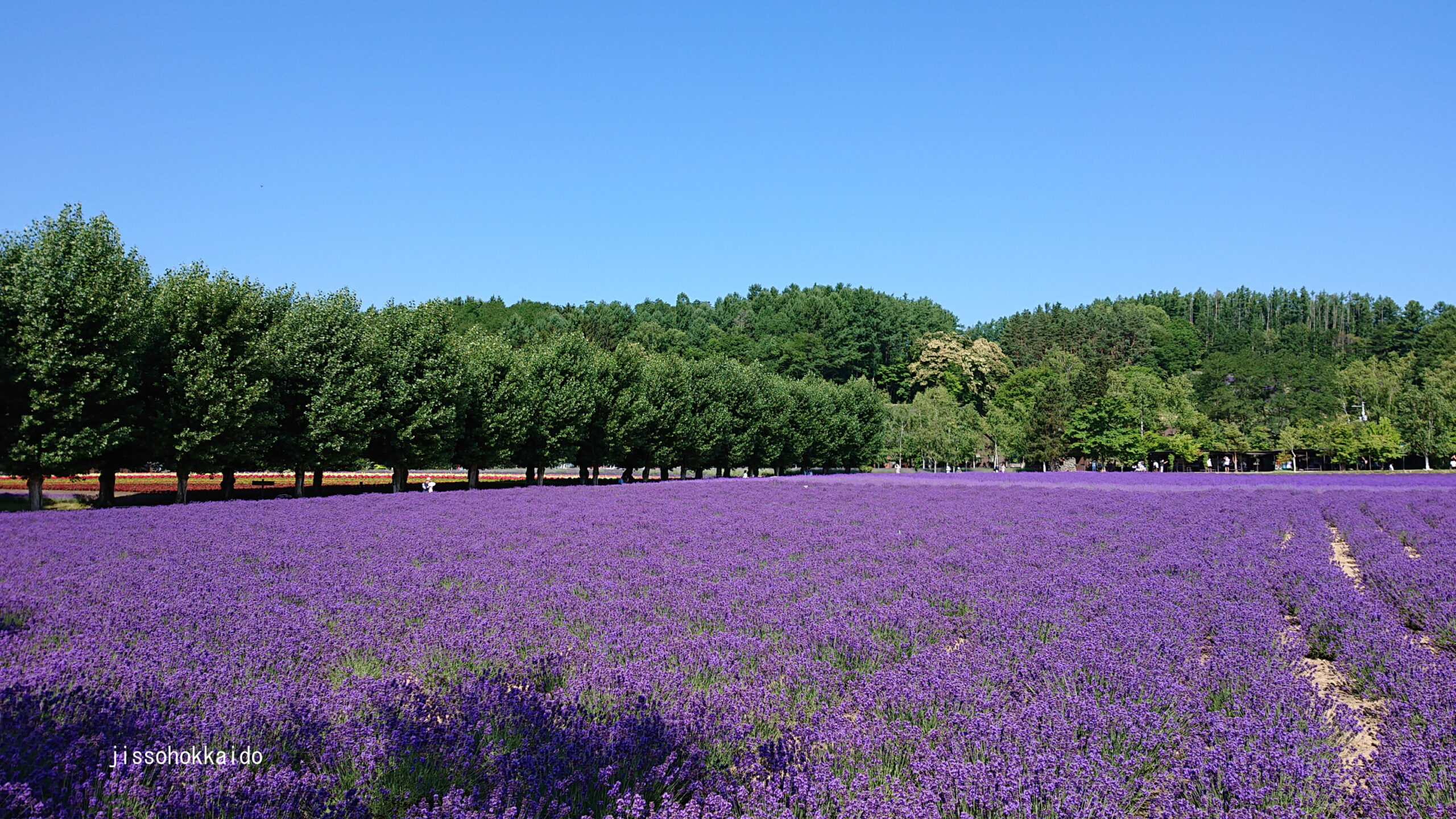 ファーム富田 北海道を代表するラベンダーとお花の名所 実走北海道2nd 上川地方 観光地紹介